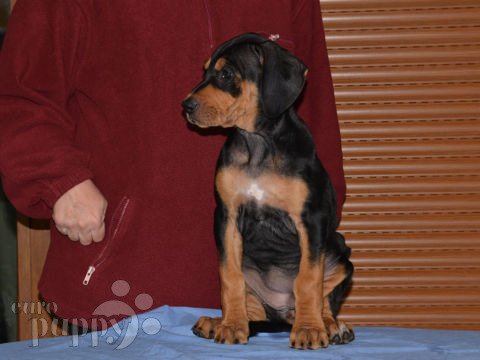 Transylvanian Hound puppy