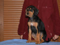 Transylvanian Hound puppy for sale