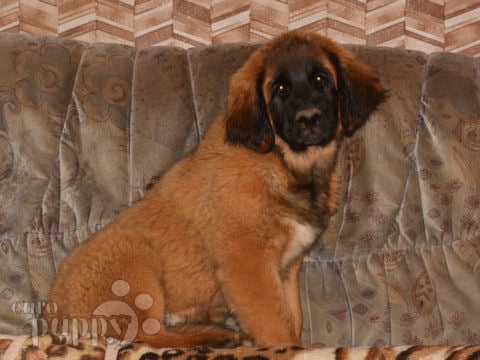 Leonberger puppy for sale