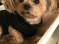 Poppy - Yorkshire Terrier, Euro Puppy review from Switzerland