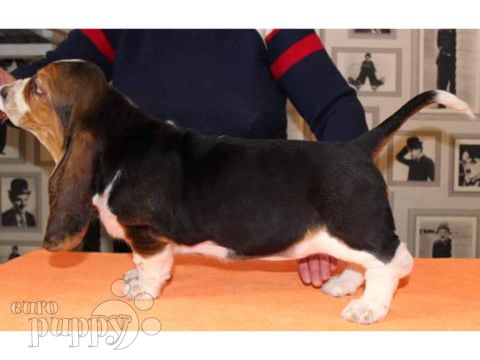 Basset Hound cachorro en venta