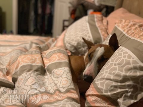 Claude - Miniature Bullterrier, Euro Puppy review from United States