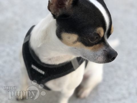Enzo - Chihuahua, Referencias de Euro Puppy desde Oman