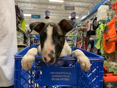 Maximus - Bullterrier, Euro Puppy review from United States