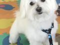 Manny - Maltese, Euro Puppy review from Greece