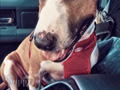 Claude - Mini Bullterrier, Euro Puppy review from United States