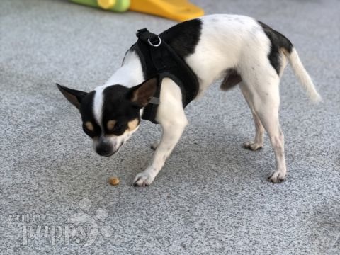 Enzo - Chihuahua, Euro Puppy Referenzen aus Oman