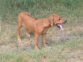 Ridgeback de Rodesia puppy