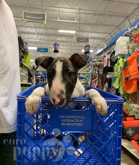 Maximus - Bull Terrier, Euro Puppy review from United States