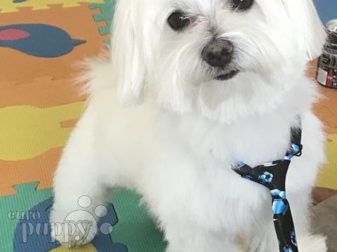 Manny - Maltese, Euro Puppy review from Greece