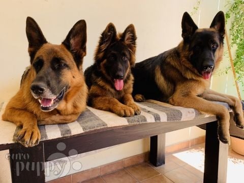 Liberty - German Shepherd Dog, Euro Puppy review from Malta