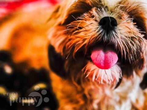 Brownie - Shih Tzu, Euro Puppy review from Saudi Arabia