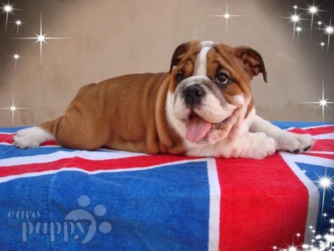 English Bulldog puppy