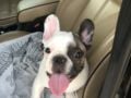 Branca - French Bulldog, Euro Puppy review from Qatar