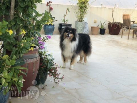 Jessie - Collie, Euro Puppy Referenzen aus Oman