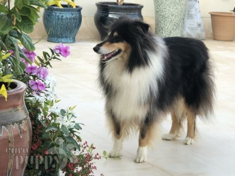 Jessie - Collie, Euro Puppy review from Oman
