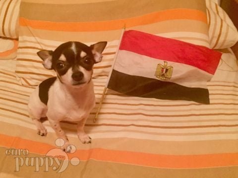 Peanut - Chihuahua, Euro Puppy Referenzen aus United Arab Emirates