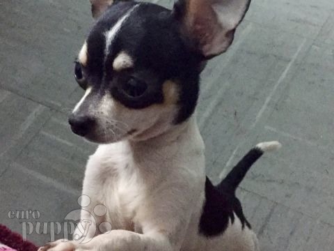 Peanut - Chihuahua, Referencias de Euro Puppy desde United Arab Emirates