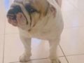 Bentley - English Bulldog, Euro Puppy review from United Arab Emirates