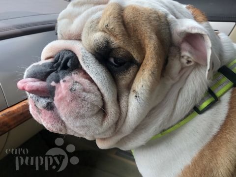 Bentley - English Bulldog, Euro Puppy review from United Arab Emirates