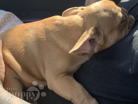 Flora - Bulldog Francés, Referencias de Euro Puppy desde United States