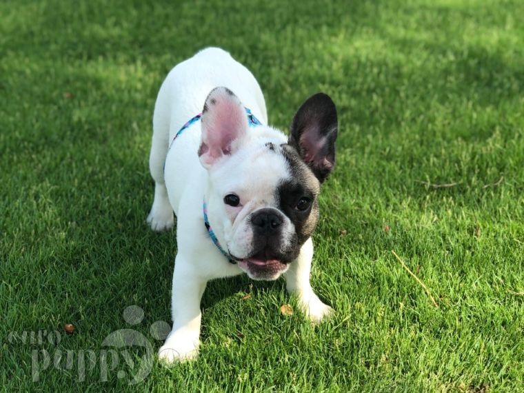 Branca - French Bulldog, Euro Puppy review from Qatar