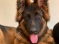 Liberty - German Shepherd Dog, Euro Puppy review from Malta