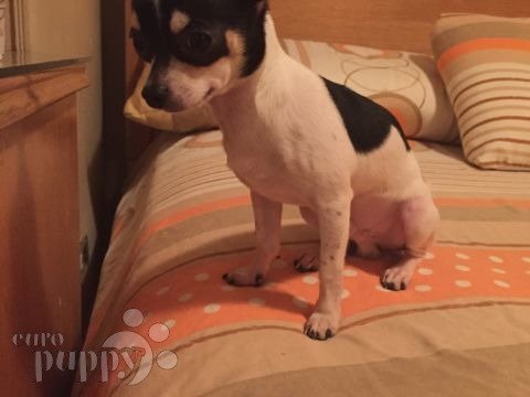 Peanut - Chihuahua, Euro Puppy review from United Arab Emirates