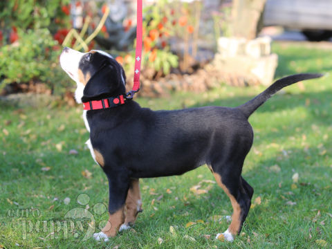 Grosser Schweizer Sennenhund puppy
