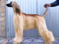 Galgo Afgano puppy