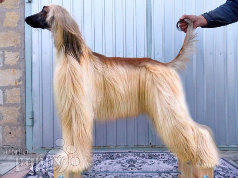Galgo Afgano cachorro en venta