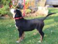 Gran Boyero Suizo puppy