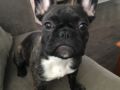Hecate - Bulldog Francés, Euro Puppy review from United States