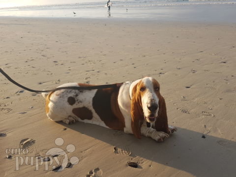 Bailey - Basset Hound, Euro Puppy Referenzen aus Luxembourg