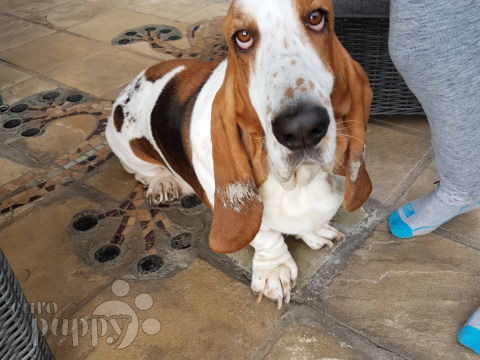 Bailey - Basset Hound, Euro Puppy review from Luxembourg