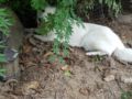 Hanbie - White Swiss Shepherd Dog, Euro Puppy review from South Korea