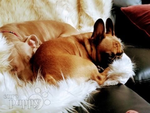 Pax - French Bulldog, Euro Puppy review from United States