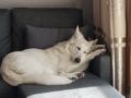Hanbie - White Swiss Shepherd Dog, Euro Puppy review from South Korea