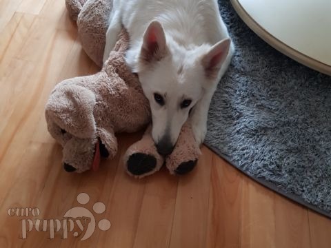Hanbie - Berger Blanc Suisse, Euro Puppy review from South Korea