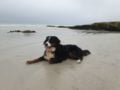 Luna - Berner Sennenhund, Euro Puppy review from South Africa