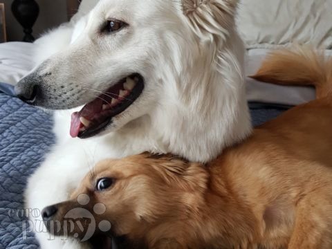 Hanbie - White Swiss Shepherd Dog, Euro Puppy review from South Korea