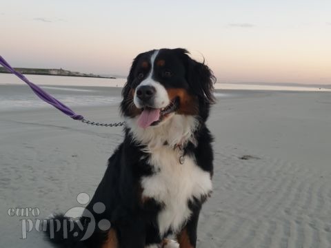 Luna - Bernese Mountain Dog, Euro Puppy review from South Africa