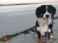 Luna - Bernese Mountain Dog, Euro Puppy review from South Africa