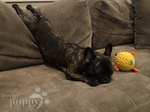 Hecate - French Bulldog, Euro Puppy review from United States