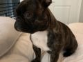 Hecate - Französische Bulldogge, Euro Puppy review from United States