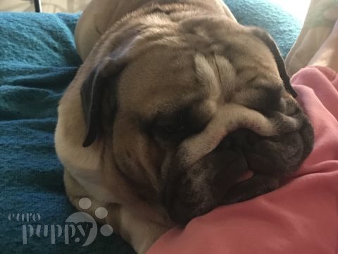 Bodhi - Bulldog Inglés, Euro Puppy review from United Arab Emirates