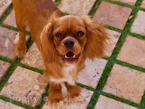 Yoshi - Cavalier King Charles Spaniel, Euro Puppy Referenzen aus Saudi Arabia