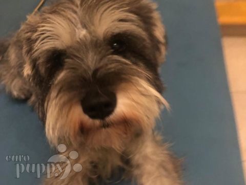 Han - Miniature Schnauzer, Euro Puppy review from United Arab Emirates