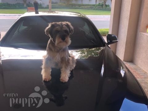 Han - Miniature Schnauzer, Euro Puppy review from United Arab Emirates