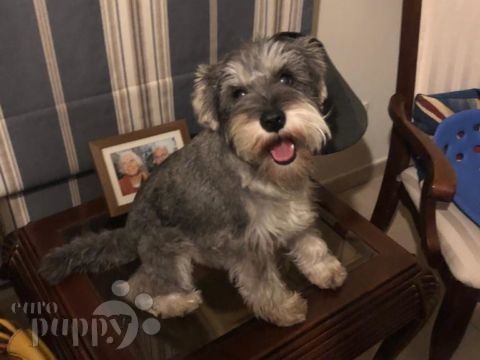 Han - Miniature Schnauzer, Euro Puppy review from United Arab Emirates